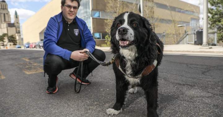 Quebecer graduating from Polytechnique with service dog who attended every class – Montreal