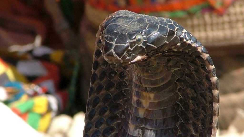 Venomous cobra keeps small French town on tenterhooks
