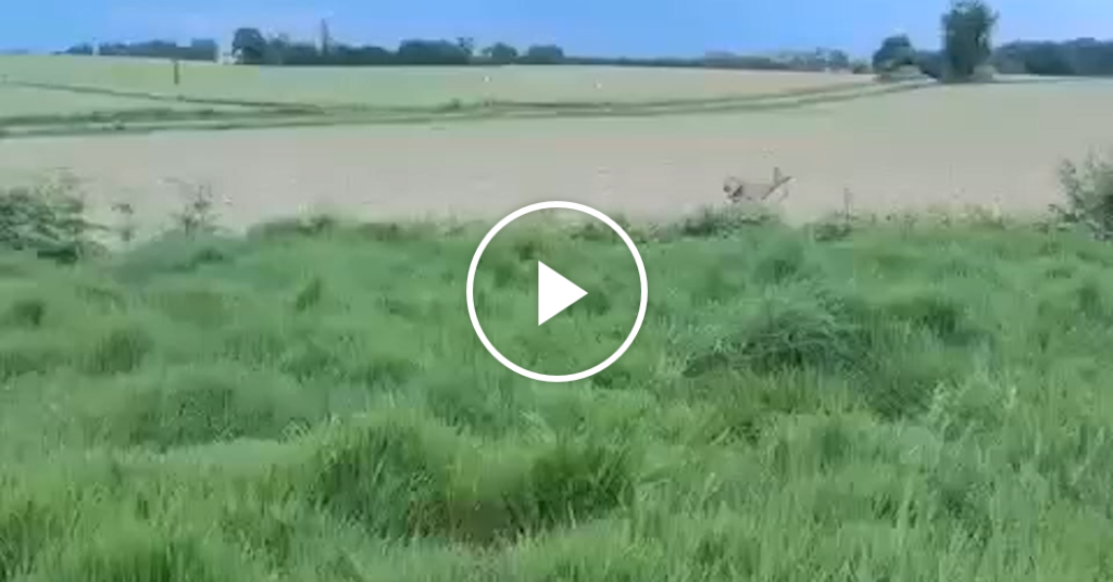 Police in France Warn Public To Stay Away From Drunk Deer