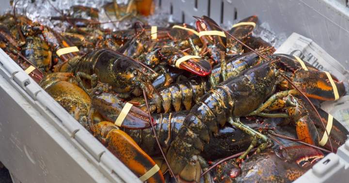 Nova Scotia launches three-year plan to expand its $2.2-billion seafood industry – Halifax