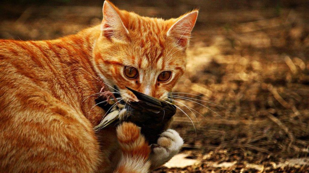 Perth rescue 9 Lives Cat Rescue urges cat owners to take proactive steps to protect feline health