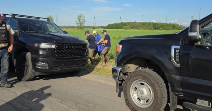 Kangaroo captured after delicate operation, Quebec officials say – Montreal
