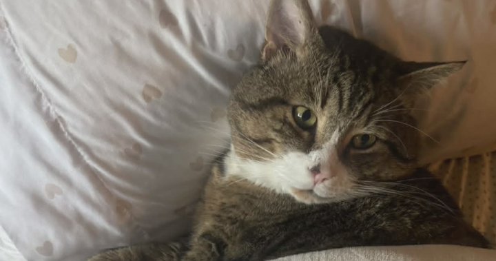 B.C. family fighting for return of beloved cat after BC SPCA adoption – BC