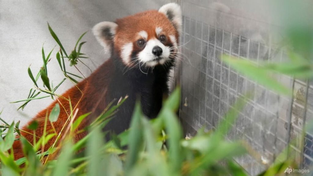 Taipei Zoo welcomes a pair of red pandas from China, first in over a decade