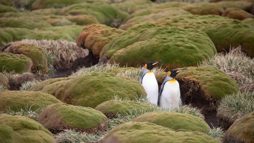 Two birds detected with deadly H5 bird flu on Western Australian coast