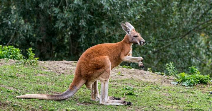 Kangaroo ‘doing well’ after capture in Montreal’s South Shore, zoo says – Montreal