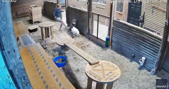 Watch: B.C. woman kicks cougar in side to save her little goat