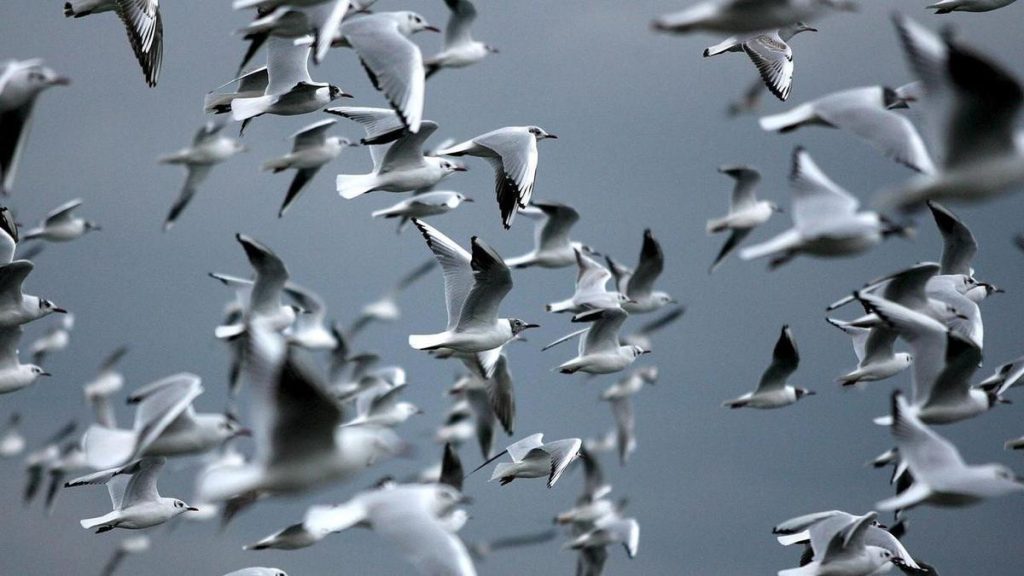 New Zealand reports first H5N1 bird flu case