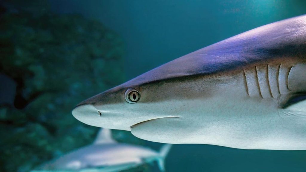 Herd on the Terrace: Unregulated Sharky Loans swims into Supreme Court to take bits of radio station