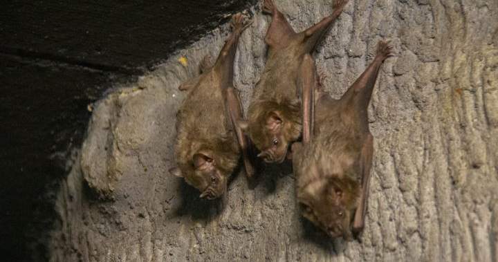 Edmonton Valley Zoo’s nocturnal wing reopens after renovations – Edmonton
