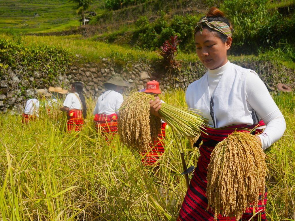 Climate change presents new threat to Philippines’ UNESCO rice terraces | Climate Crisis