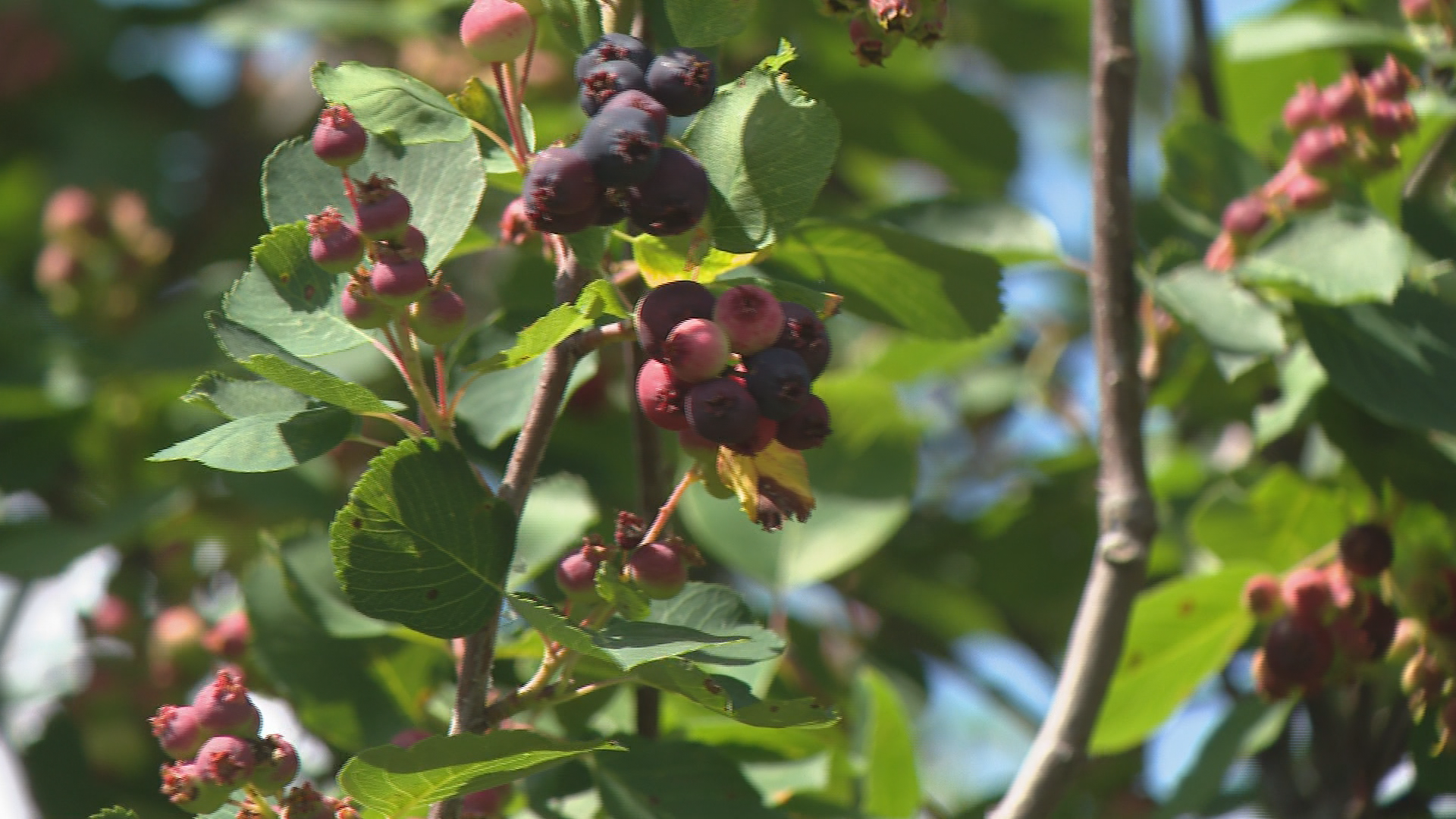 A wet June in Saskatchewan delays Saskatoon berry season, helping haskaps