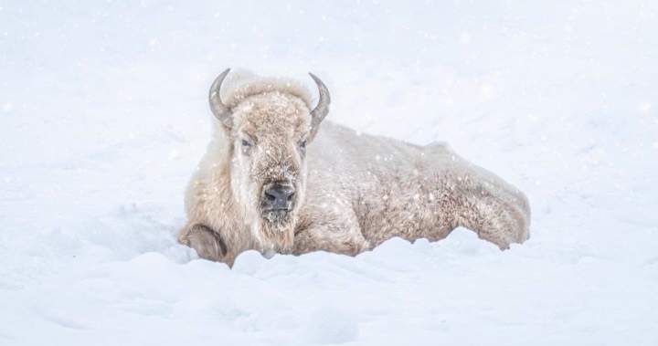 The Assiniboine Park Zoo’s ‘cherished’ white bison, Blizzard, has died – Winnipeg