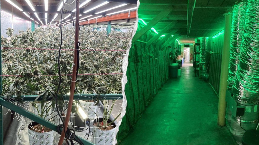 California seizes $104M in illegal cannabis in organized crime bust