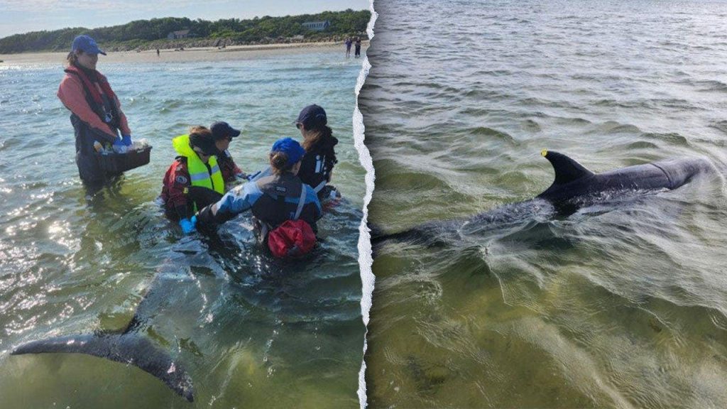 Bottlenose dolphins strand in record-breaking Massachusetts rescue