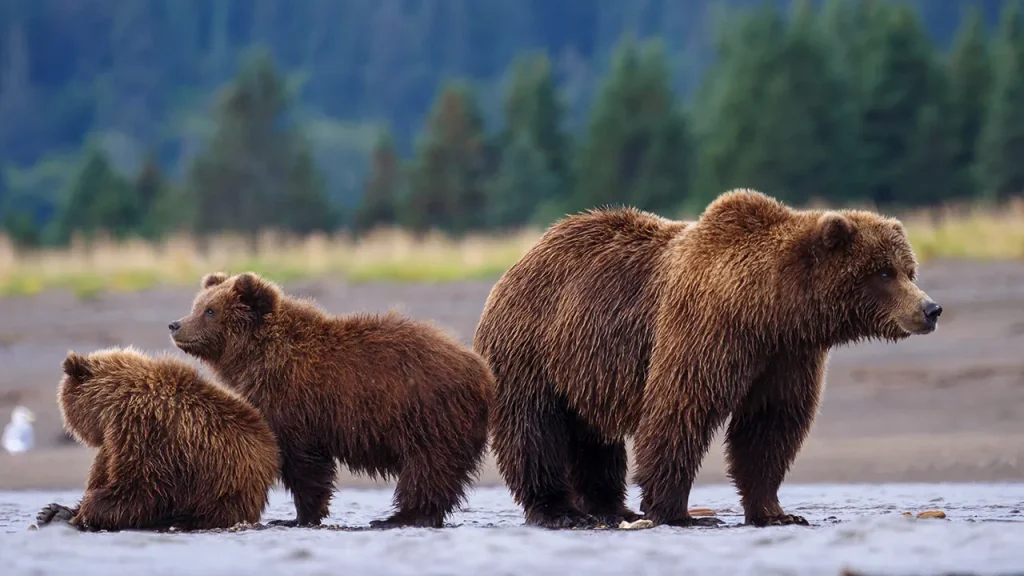 SEN LUMMIS: Trump is restoring common sense to Wyoming’s grizzly policy