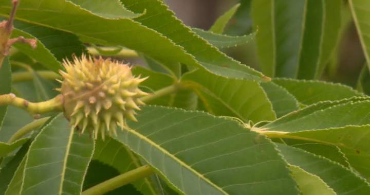 Calgary dog park safety in question over city-planted Ohio Buckeye trees