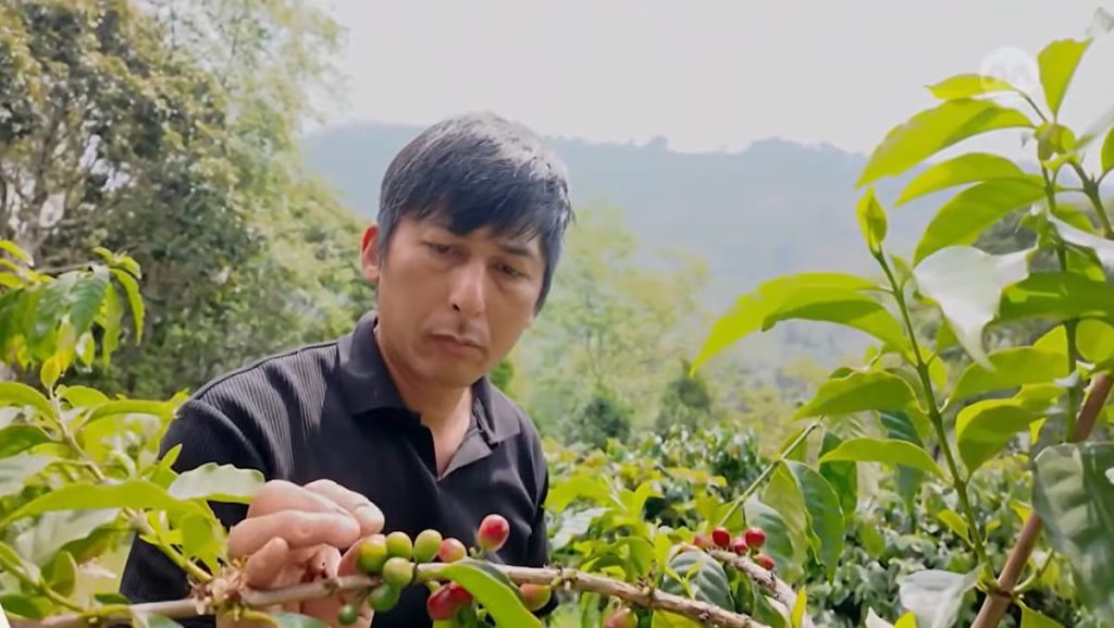Taiwan bets on premium coffee, with Alishan’s beans commanding some of the world’s highest prices