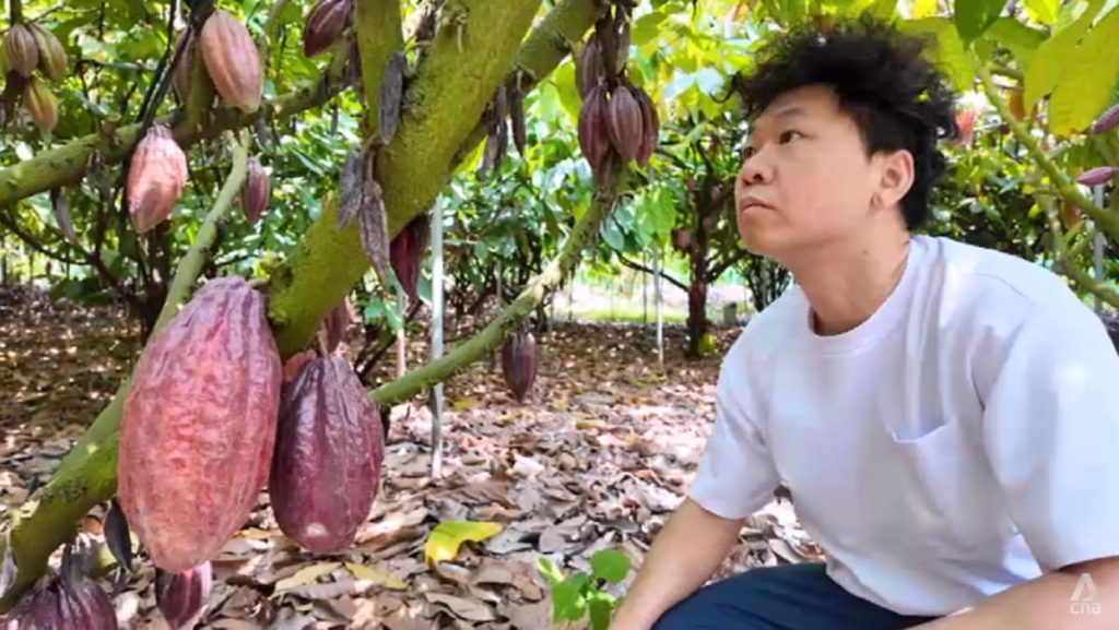 Taiwan’s premium chocolate makers earn global recognition but climate change threatens growth