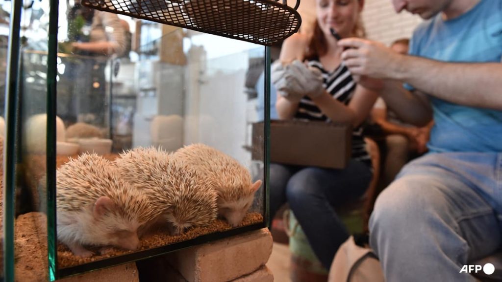 Japan to survey animal cafes over hygiene, welfare concerns