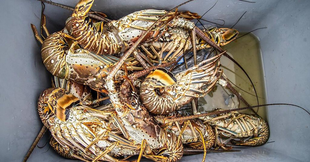 Florida Man Cut Diver’s Air in Miami Lobster Dispute, Authorities Say