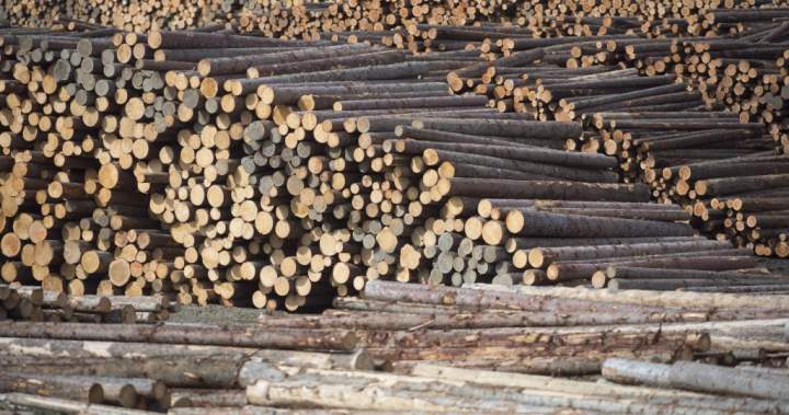B.C. plywood manufacturer says it cannot absorb 50% tariff cost as deadline looms