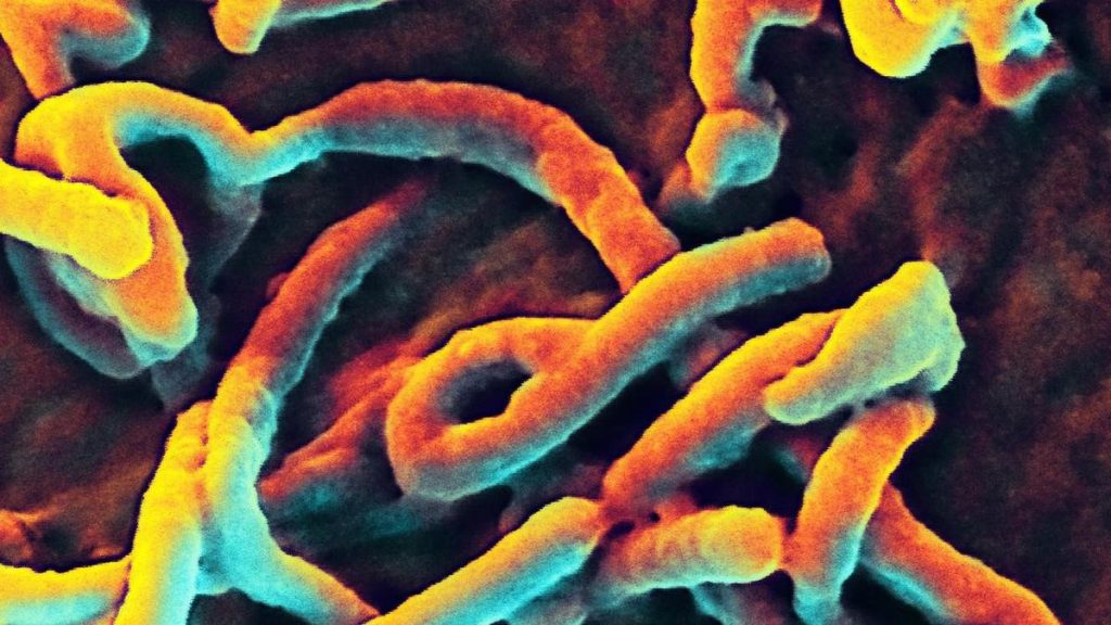 Animal likely source in DR Congo-Uganda Ebola: study