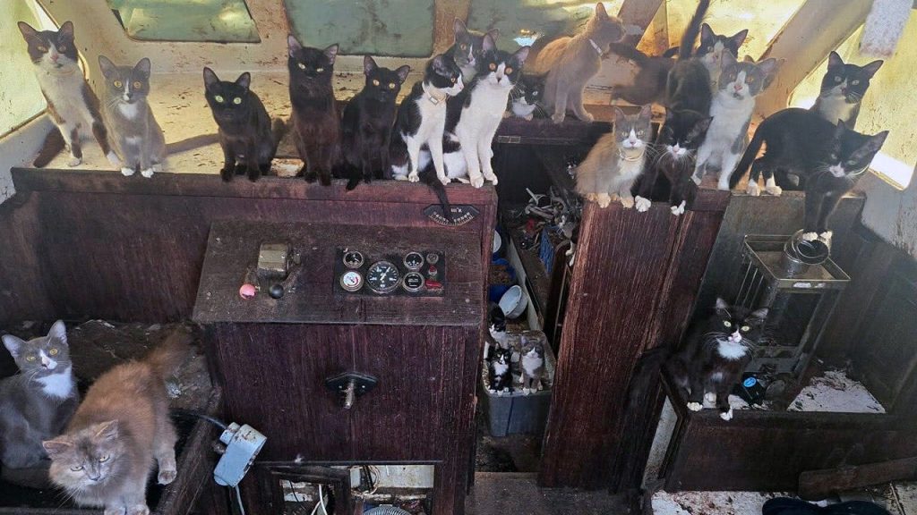 Tacoma sailboat found abandoned with 60 cats near Owens Beach, WA