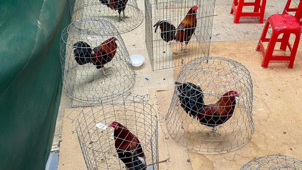 Labor ‘doing everything’ in bird flu fight to stop poultry farm contamination