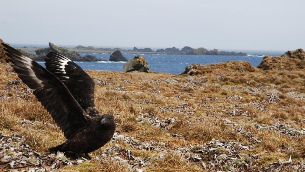 Tasmania records first case of deadly bird flu strain