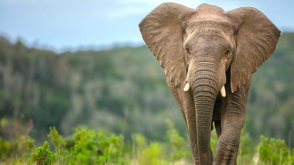 ‘Earliest evidence’ of elephant butchery at Olduvai Gorge shared in new study