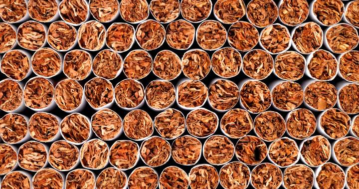 More than 4.3M illegal cigarettes seized by New Brunswick peace officers – New Brunswick