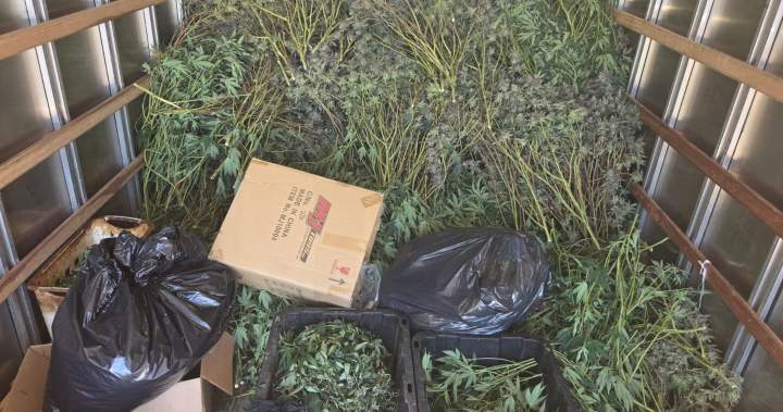 Police seize $1.5M in illegal cannabis from Brampton grow operation