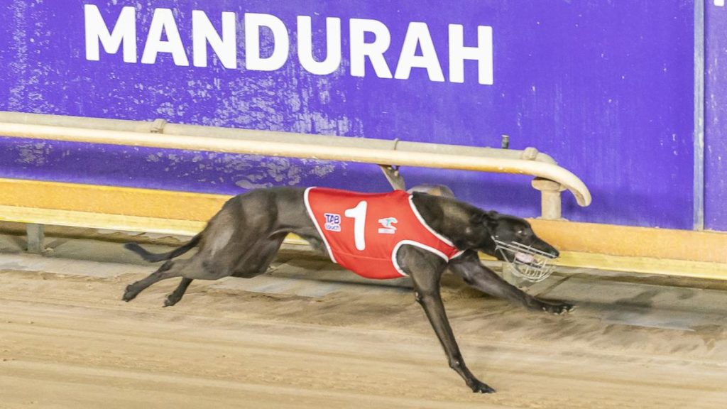 Mabel Monelli completes hat-trick after Mandurah greyhounds victory