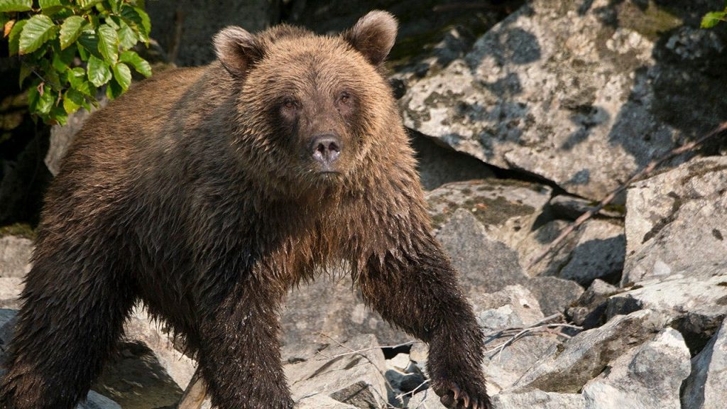 Bear spray saves Alaska runner from brown bear attack on trail