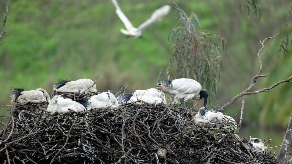 Challenge for native bird colony amid flu outbreak
