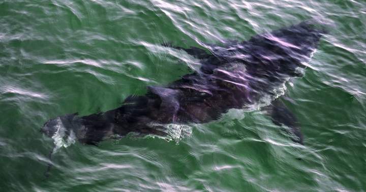 Rise in Nova Scotia shark sightings prompts calls for better beach monitoring – Halifax
