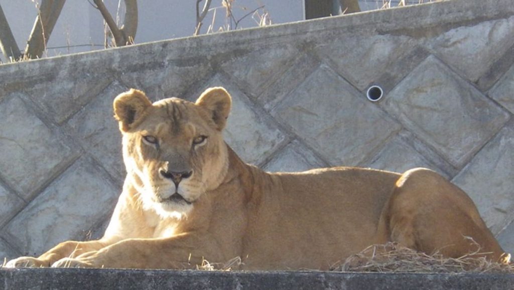 Three lions die of suspected heatstroke at Japan zoo