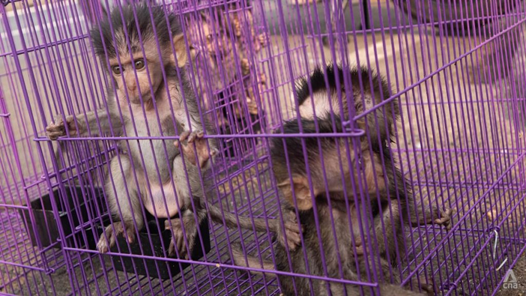 Indonesia’s renewed macaque export push pits research demand against conservation concerns