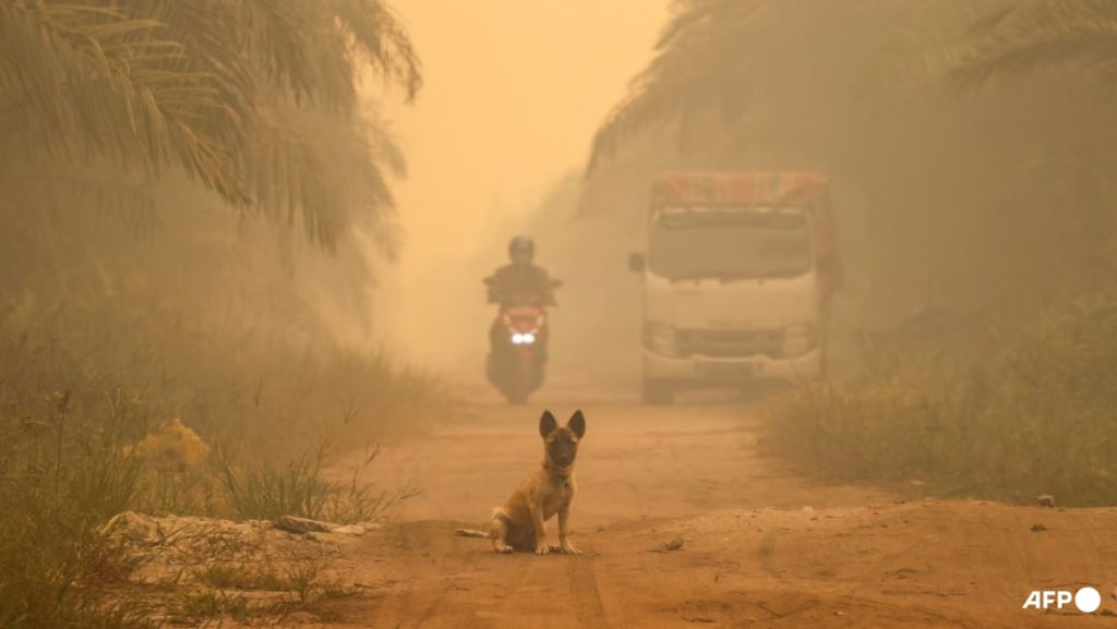 Commentary: Haze chokes plants too – how air quality can be a food security issue