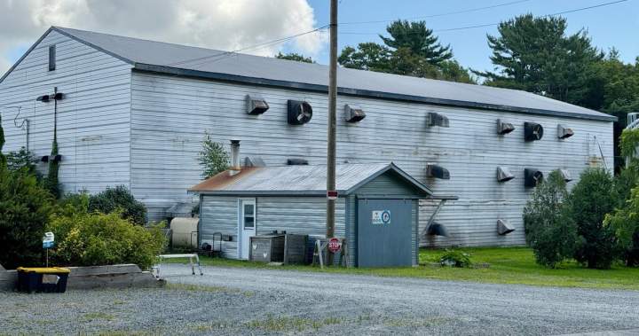 Faulty extension cord blamed for N.S. fire that killed 10K chickens – Halifax