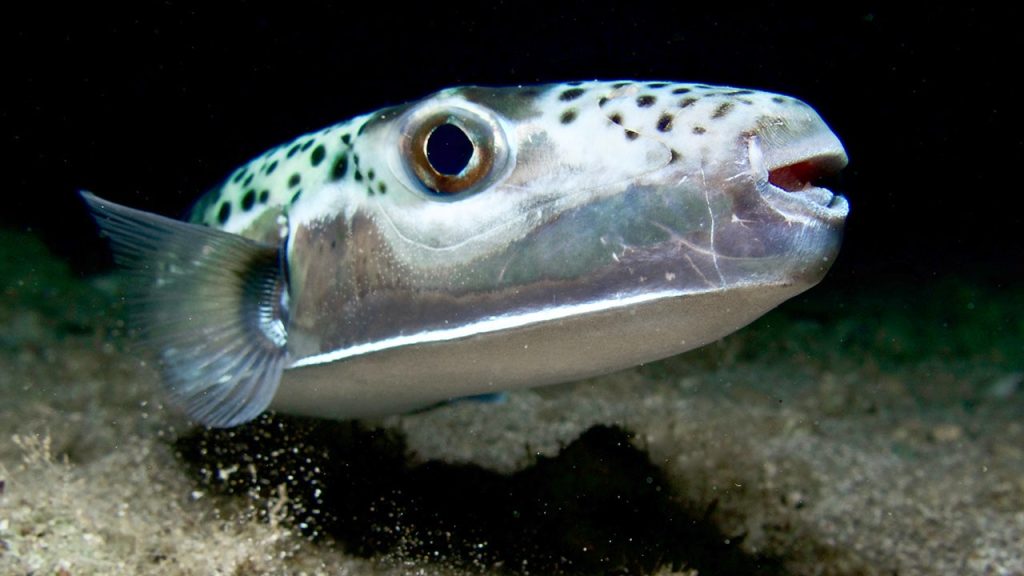 Silver-cheeked toadfish invades Mediterranean with toxic bone-crushing bite