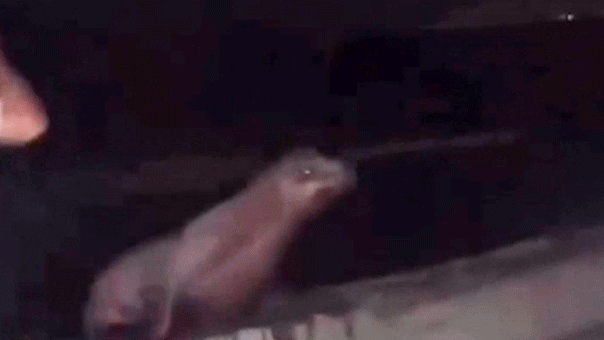 La Jolla teen pleads guilty to kicking sea lion under federal law
