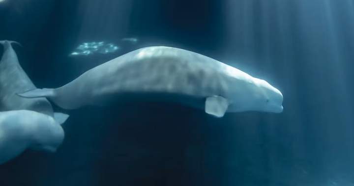 Marineland beluga dies at U.S. aquarium weeks after transfer