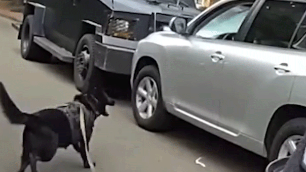 Police K-9 ends 40-minute standoff with impaired driver in Washington