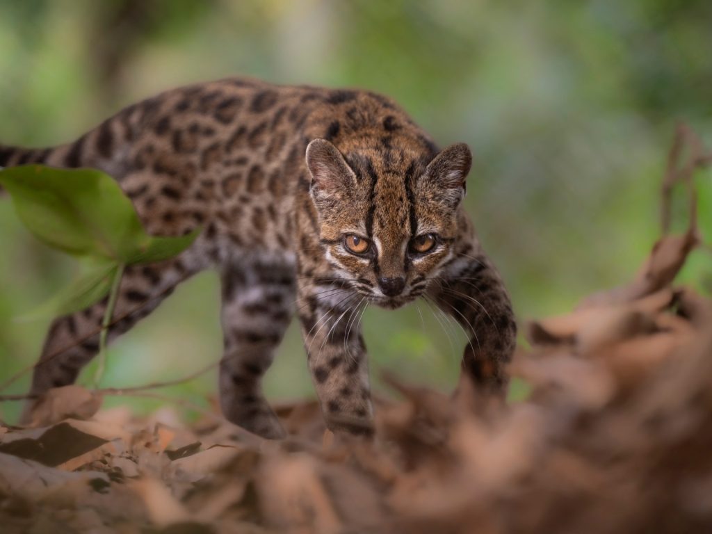 New tiger cat species identified in Bolivia, first in over a century | Environment News