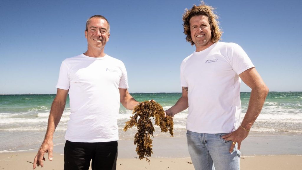 Fremantle Seaweed closer to commercialising feed supplement after securing FutureFeed license
