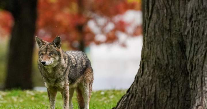 Parts of Nova Scotia national park closed temporarily after coyote bite: Parks Canada – Halifax