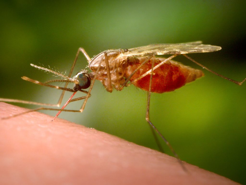 Third person dies from malaria in cluster near Germany’s Frankfurt Airport | Health News