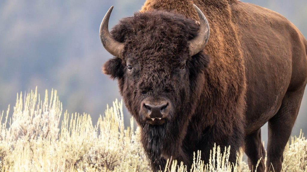 National Park Service director calls Yellowstone’s wild bison recovery an ‘incredible conservation story’